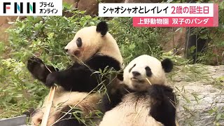 シャオシャオとレイレイ 2歳の誕生日　上野動物園 双子のパンダ