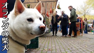 柴犬柿丸 市場のおりこうワンコたち【オランダ / 環境音 / 4K】Kaki-Maru the Shiba Inu