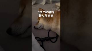 【ちゃちゃ丸】マッサージを受け深い眠りにつく柴犬 #shorts