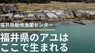 福井県のアユはここで生まれる（福井県栽培漁業センター）