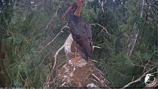 Melnais stārķis~A strange stork visit the nest~15:49 2018/08/11