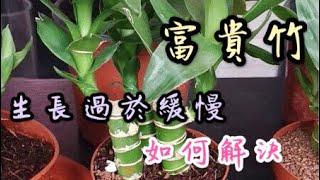 【天天小花農】富貴竹生長過於緩慢或停止生長時，如何解決？