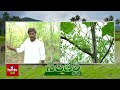 అంతర పంటలతో రైతుకు అధిక ఆదాయం hmtv agri