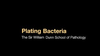 Plating bacteria