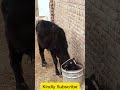 calf so hungry