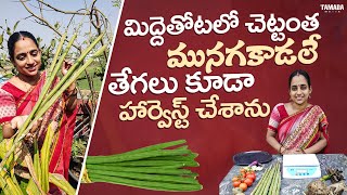 చాలా మూలకాడలు \u0026 రకరకాల కూరగాయల పెద్ద harvest చేశాను | Today big harvest || TELUGU GARDEN VLOG