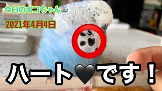 【しゃべるインコ】カキカキするとハート🖤のポッチが見えるよ😊今日のポコちゃん🐦2021年4月4日