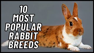 10 Most Popular Rabbit Breeds