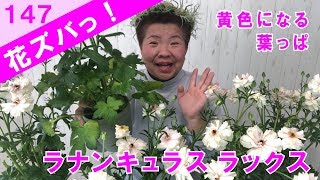 ラナンキュラスRanunculusラックス　アリアドネの葉っぱが黄色くなります【花ズバっ】147旬の花とその使いかた紹介/花創人ガーデニング教室