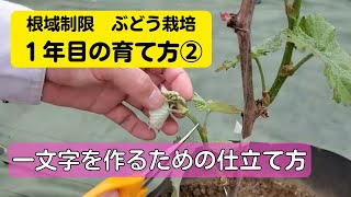 葡萄の育て方【一年目の上手な育て方②2021年】植付けた苗木が萌芽を迎え、1年間で樹形を一文字（T字型）に完成させるノウハウを分かり易く解説。根域制限栽培。シャインマスカット栽培・ナガノパープル栽培