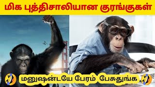 🐵மிகவும் புத்திசாலியான 10 குரங்குகள்... 10 most intelligent monkeys  in the world🐵