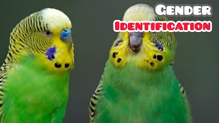 அனைத்து வகை லவ் பேர்ட்ஸ் பாலினம் கண்டறிதல் | all mutation budgies gender identification tamil