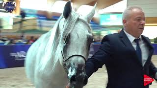 N.114 POMIAN - European Championship 2019 - 7-9 Years Old Stallions (Class 14)