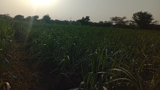 Amazing View co 86032 ऊस  Sugarcane crop view #farming #agriculture #गन्ना ८६०३२