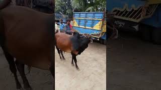 cow unloading, cow videos, cow video, big cow, goru hamba cow