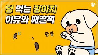 강아지가 대변을 먹는 이유와 식분증 해결책