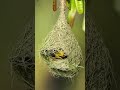 amazon jungle rainforest video cute birds 🥰🥰 viralvideo shortvideo amazon