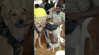 Madurai Native Breeds Dog show Full video link in comment must watch and support our channel #shorts