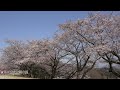 石川 加賀市中央公園の桜 uhd4k顔声曲無 cherry blossoms in kaga central park