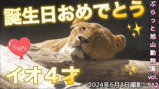 《旭山動物園ライオン＆トラ》イオ4才の誕生日！櫓でオリトにお祝いを受けるイオ。仲良しオリトイオファミリーvol512/Lion Io's 4th birthday！And tiger life