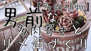 №22【多肉植物】男前な多肉寄せ植えとペンキ缶を使った錆風リメ缶制作　2022　3月　我が家の多肉　日々　　hibi 多肉　succulent