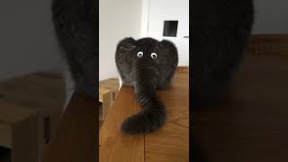 Funny Cat's Behind Looks Like an Elephant!