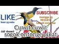 Suara cuwitan burung sogok ontong_ARIF CHANNEL