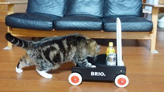 伝説の移動販売猫、まる。-Push cart Salescat, Maru.-