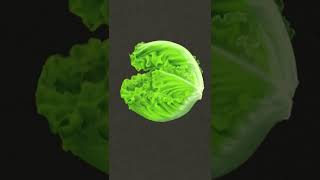 How To Draw A Lettuce | Digital oil Painting #shorts 003