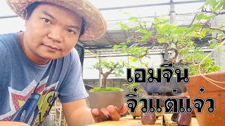 Gu Bonsai จิ๋วแต่แจ๋ว : เอมจีนจิ๋วแต่แจ๋ว