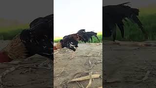 Mushka Java Rooster Aseel| #shorts #youtubeshorts #chicken #aseel #viral