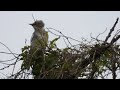 灰背椋鳥 white shouldered starling 20220415 4k