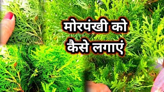 मोरपंखी को कैसे लगाएं || मोरपंखी के बारे में पूरी जानकारी ||