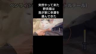 足を引きずる野良猫エンパチ君の日常　#保護猫  #野良猫  #野良猫から家猫