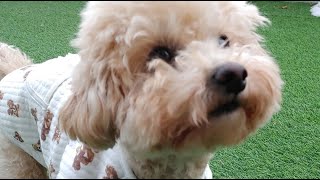 채봄TV-Lovely dog♥ 신나는토요일 공놀이2차전 #dog #love #소통