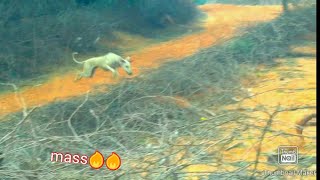 Vettai dog jumping video, kanni dog, chippiparai dog, சிப்பிப்பாறை கன்னி நாய்