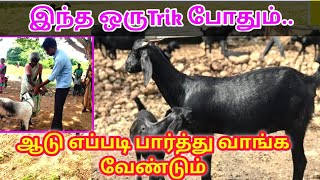 லாபம் தரும் ஆடு எப்படி பார்த்து வாங்க வேண்டும் #howtoselectedgoat 🐐