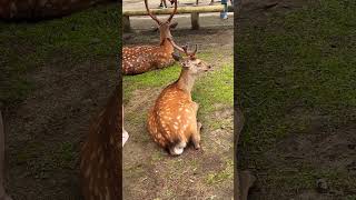 奈良の鹿見て微笑む外国人観光客🫎奈良公園