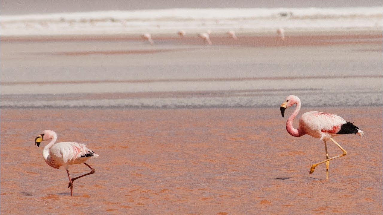 Why Are Flamingos Pink Youtube