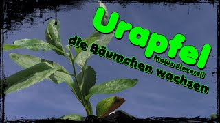 🌳 Urapfel Malus Sieversii 🍎 die Bäumchen wachsen