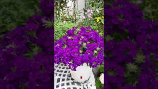 【SD動画】2024年5月31日  薔薇が満開です。 #flowers #garden #癒し#自然 #naturelovers #薔薇は美しく散る #ばらの花 #rosegarden