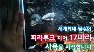 세계최대 담수어, 피라루크 17마리 사육을 시작합니다.