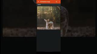 Get a Random Image | API | Python