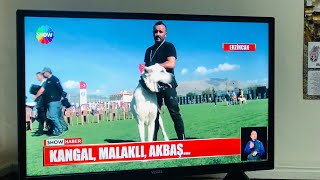 KELKİT YARIŞMASI 🥇ASLAN🥇