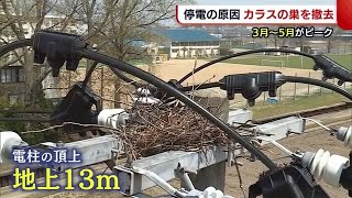 なぜ？“カラスの巣”を撤去　「春は営巣との戦い」　見つけたら連絡を【新潟】 (21/04/20 19:34)