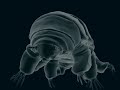 tardigrade final render