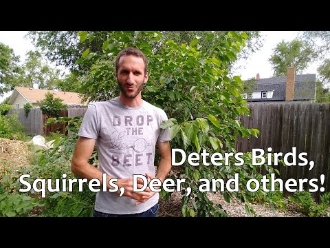 Do birds and squirrels eat grapes?