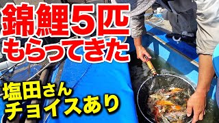 【塩田養鯉場】錦鯉5匹ゲット！塩田さんに選んでもらったやつも…