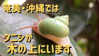 緑色です　アオミオカタニシ Leptopoma nitidum　準絶滅危惧種