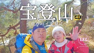 春の夫婦登山　埼玉長瀞・宝登山～ロウバイを見に～